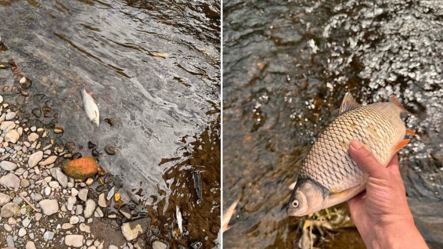 Pomor ribe kod Zenice: Ribolovci pozvali da se vodom iz Bosne ne zalijevaju bašte