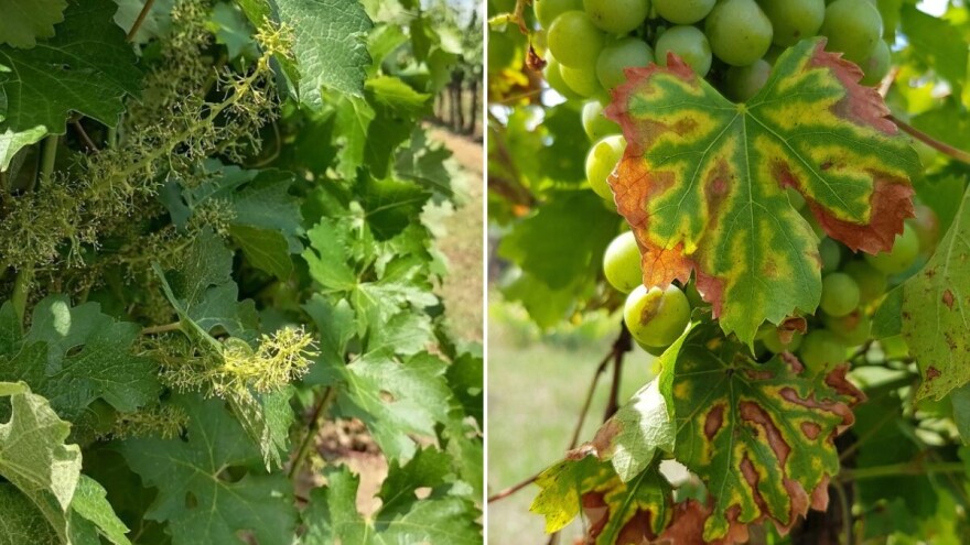 Kako sprečiti sušenje vinove loze - pojavu eske?