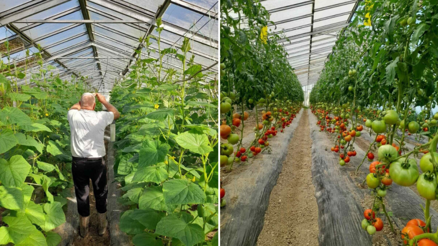 Prvi u Brčkom podigli staklenik, a pod plastenicima je 2.000 kvadrata