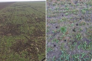 Vremenski uslovi pogoduju razmnožavanju glodara, kada primijeniti rodenticid?