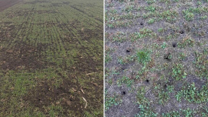 Vremenski uslovi pogoduju razmnožavanju glodara, kada primijeniti rodenticid?