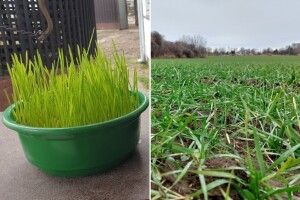 Pšenica - simbol plodnosti, novog života i njegove obnove