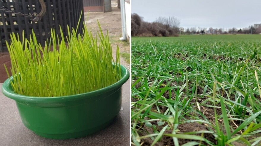 Pšenica - simbol plodnosti, novog života i njegove obnove