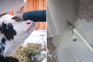 Zbog prekida u opskrbi strujom farmeri morali prolijevati mlijeko