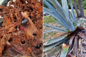 Novi štetnik uništava agave diljem Dalmacije, kako ga suzbiti?