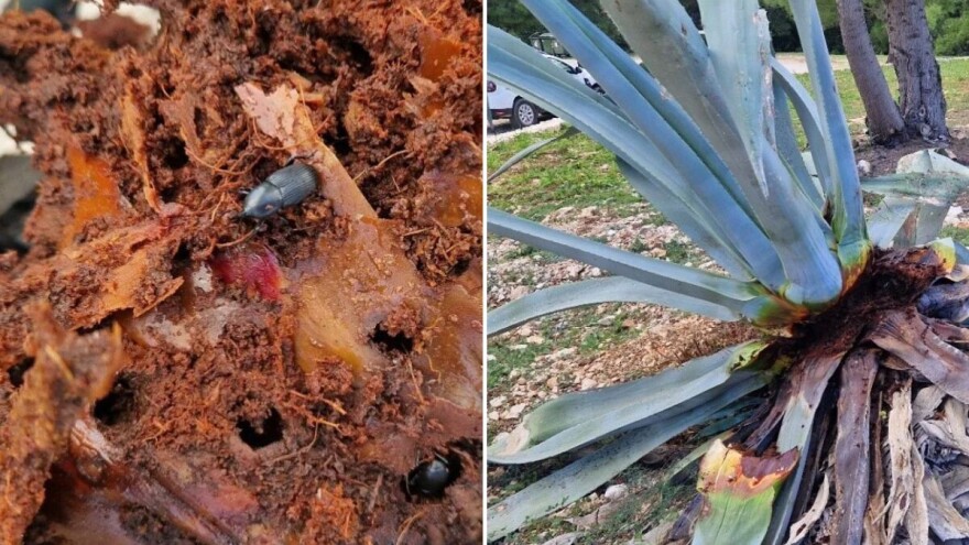 Novi štetnik uništava agave diljem Dalmacije, kako ga suzbiti?