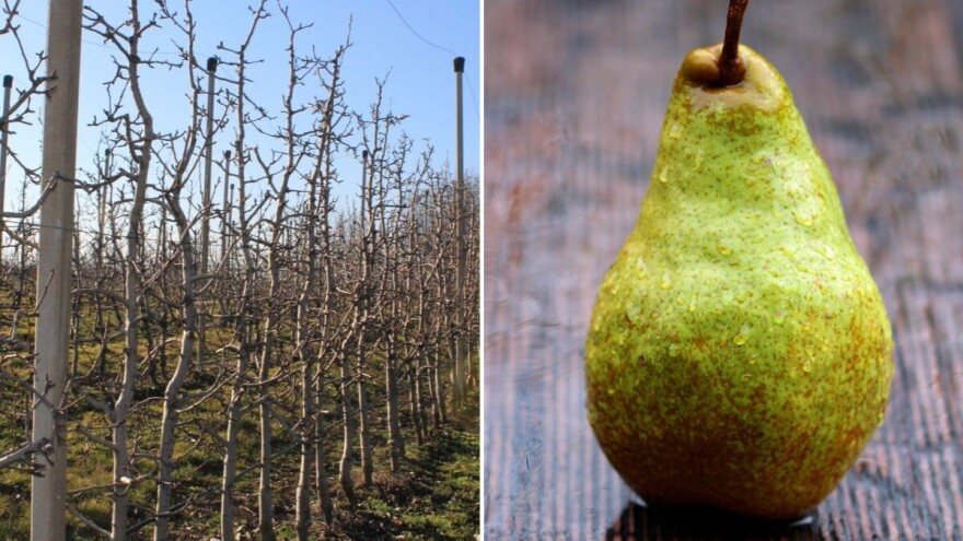 Posvetili joj i reklamnu kampanju: Stara sorta kruške Xenia sve popularnija