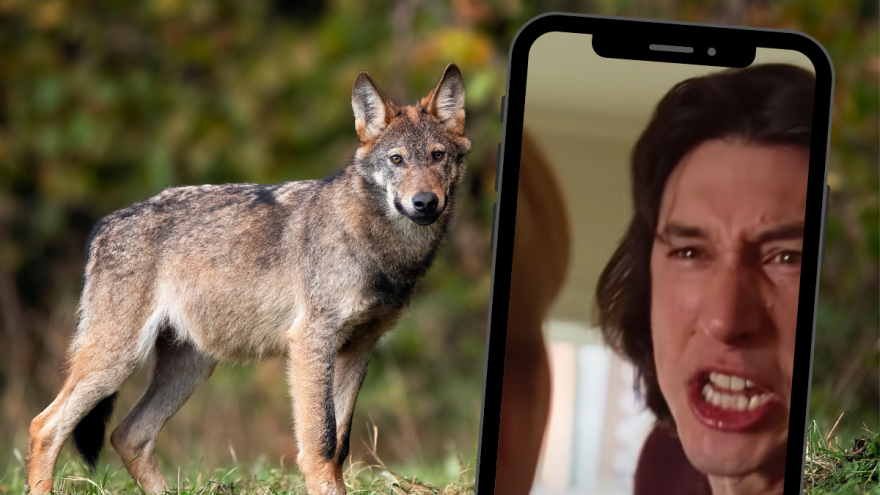 Bračnom svađom protiv vukova?! Scenom iz filma odvraćaju zveri od farmi