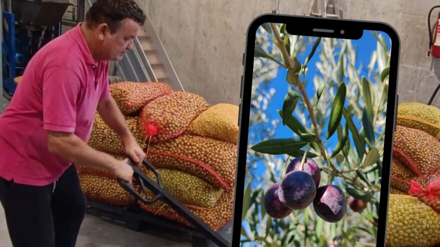 Nije samo rodila - maslina je prerodila, kaže Frane Ivanišević