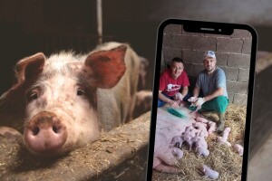 Carskim rezom na svijet stigla 22 prasića