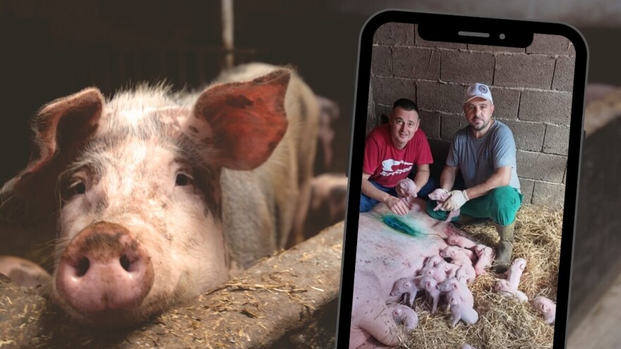 Carskim rezom na svijet stigla 22 prasića