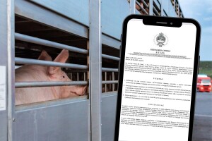 Zabranjen rad stočnih pijaca i drugih okupljanja životinja na kojima izlažu svinje