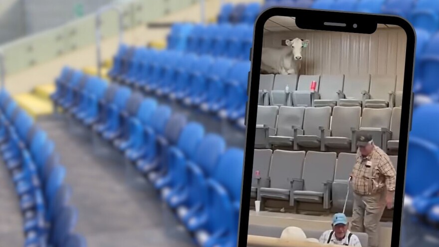 Krava bježala s aukcije, oštetila krov dvorane i izazvala kaos među posjetiteljima