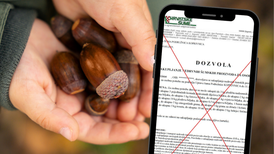 Ni u gljive ni u žira: Hrvatske šume obustavile izdavanje dozvola u šest podružnica