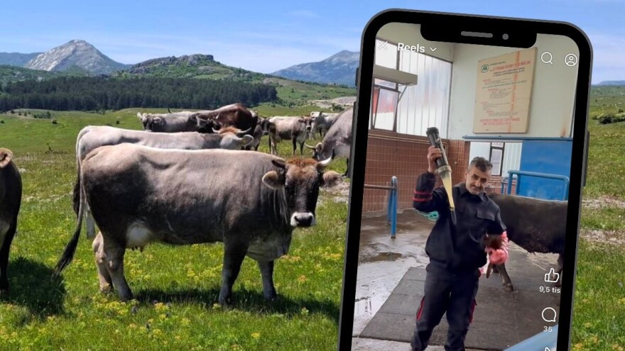 Nova šansa za gatačko goveče: Počela proizvodnja duboko smrznutog sjemena dva bika