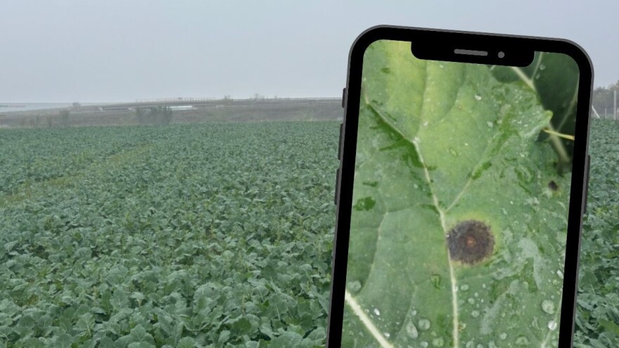 Uljana repica na udaru truleži, pegavosti i glodara