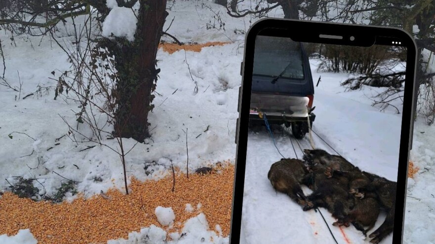 Snimak zgrozio javnost: Divlje svinje vučene po snijegu nakon masovnog odstrela