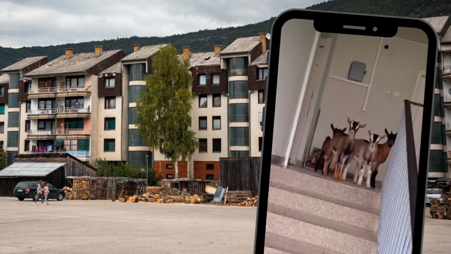 "Biće belaja": Jarići u haustoru zgrade "zapalili" mreže