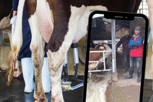 Farmeri u Srbiji prosipaju tone mlijeka: Zbog viška, otkazano preuzimanje