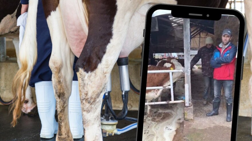 Farmeri u Srbiji prosipaju tone mlijeka: Zbog viška, otkazano preuzimanje