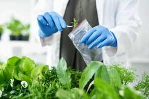 Apel više od 200 organizacija: Deregulacija novih GMO-a je prijetnja poljoprivredi, okolišu i zdravlju