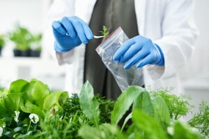 Apel više od 200 organizacija: Deregulacija novih GMO-a je prijetnja poljoprivredi, okolišu i zdravlju