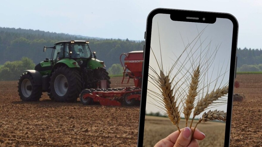 Izazovna sezona mijenja trendove, ratari se okreću durum pšenici