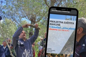 Reagiranje: Webinar o zaštiti maslina u Zadru nije prvi!