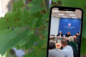 Kako zaustaviti širenje zlatne žutice vinove loze? Kontrola svih vinogradara, veće kazne?