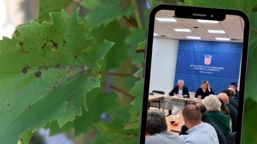 Kako zaustaviti širenje zlatne žutice vinove loze? Kontrola svih vinogradara, veće kazne?