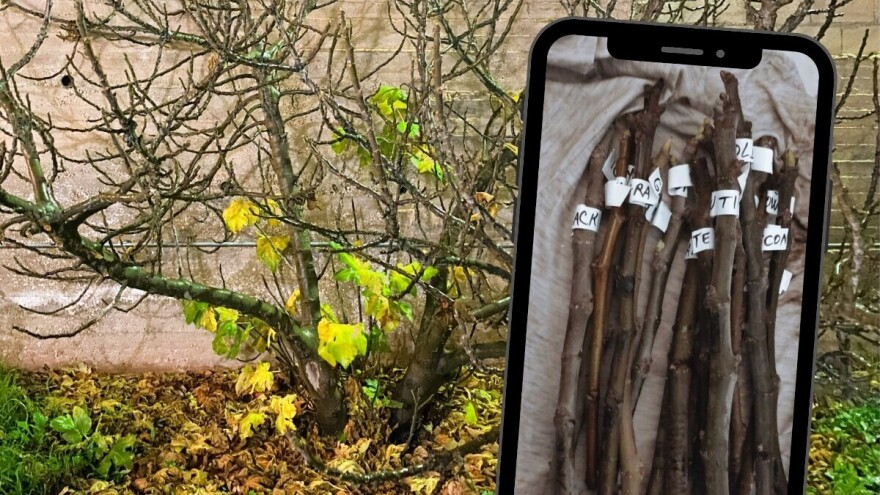 Vreme je za uzimanje reznica smokve: Gde rezati, kako ih čuvati?