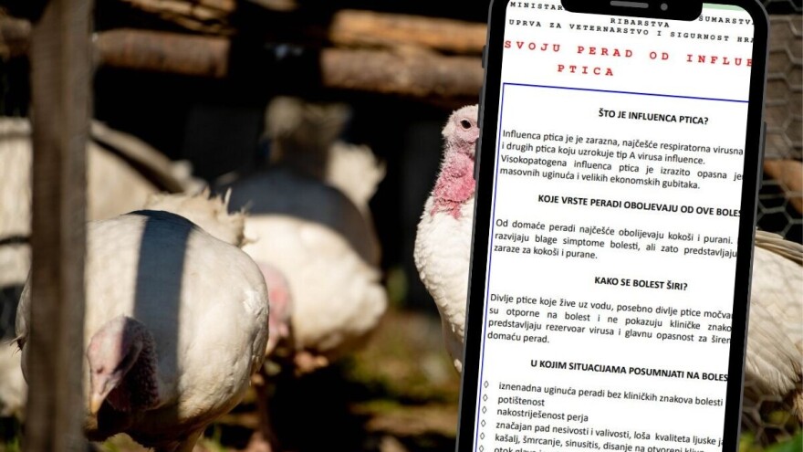 Kako prepoznati i reagirati kod influence ptica? Ministarstvo objavilo informativni letak