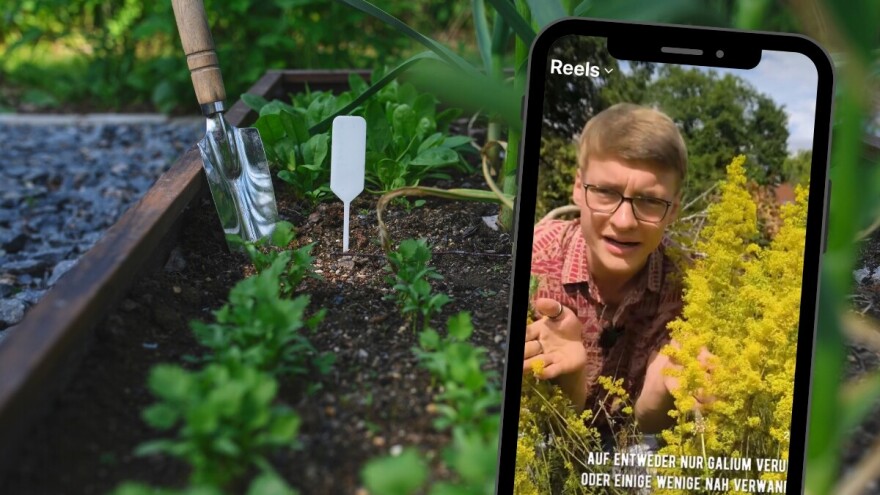 Zašto je prava broćika "apsolutni must have u bašti", prirodno je sirilo