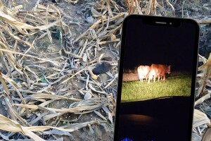 Vinka noću autom tjera tuđe krave s njiva: Goveda bez vlasnika haraju usjeve u Verićima