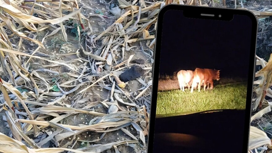 Vinka noću autom tjera tuđe krave s njiva: Goveda bez vlasnika haraju usjeve u Verićima