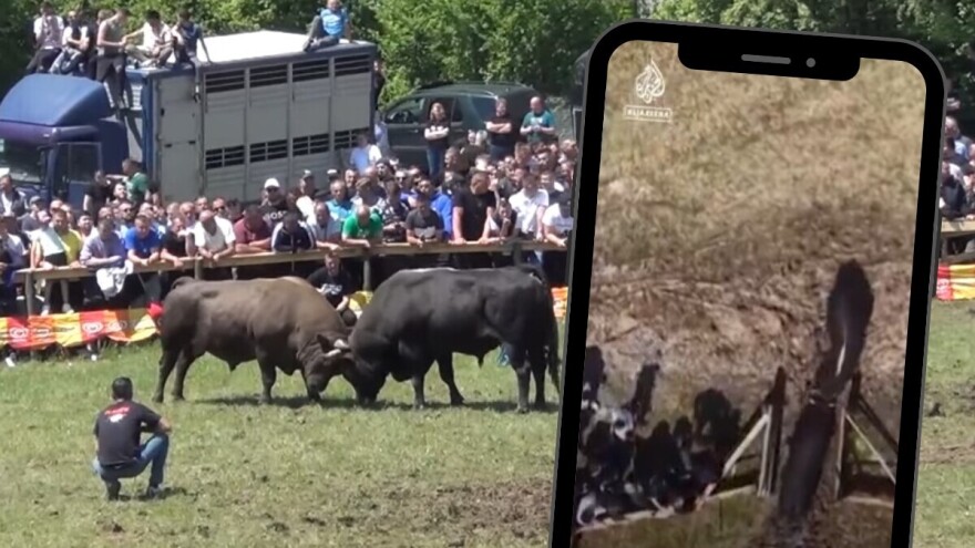 Nezapamćen incident na koridi u Kaknju: Bikovi usred borbe uletjeli među ljude