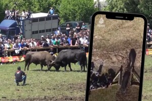 Nezapamćen incident na koridi u komšiluku: Bikovi usred borbe uleteli među ljude