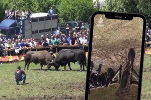 Nezapamćen incident na koridi u Kaknju: Bikovi usred borbe uletjeli među ljude