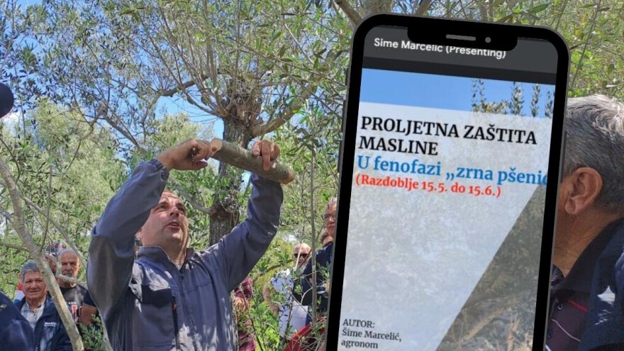 Reagiranje: Webinar o zaštiti maslina u Zadru nije prvi!