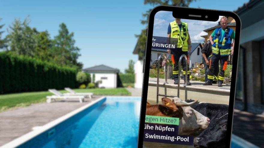 Bik i krava pobjegli s imanja pa završili kod komšije u bazenu