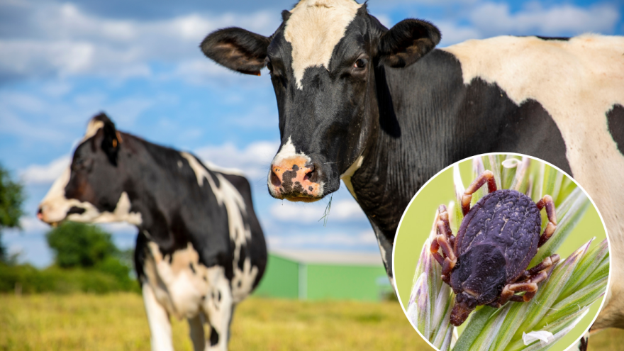 Smrtonosni virus otkriven kod goveda u Francuskoj: krpelji šire bolest s juga na sjever