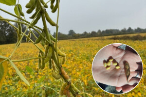 Novembar, a soja još na poljima: "U velikim smo gubicima"