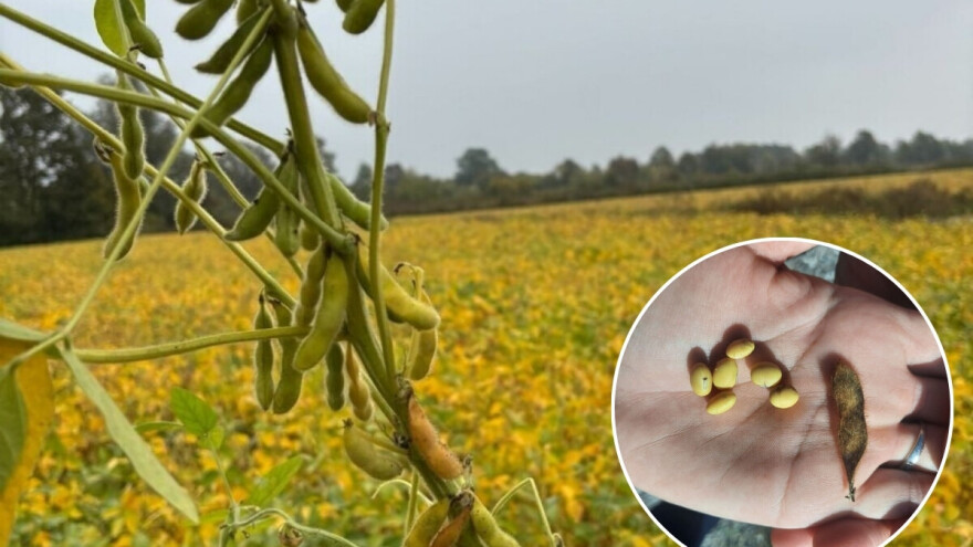 Novembar, a soja još na poljima: "U velikim smo gubicima"