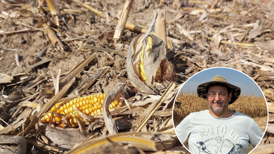 Kako smanjiti gubitke kukuruza tokom berbe? Pabirčenje je jedan od odgovora