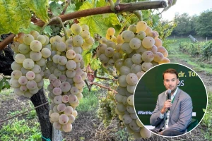 Vrbanek: Iskorištenost vinske omotnice je skandaloznih 18 posto i ne, nisu krivi vinari!