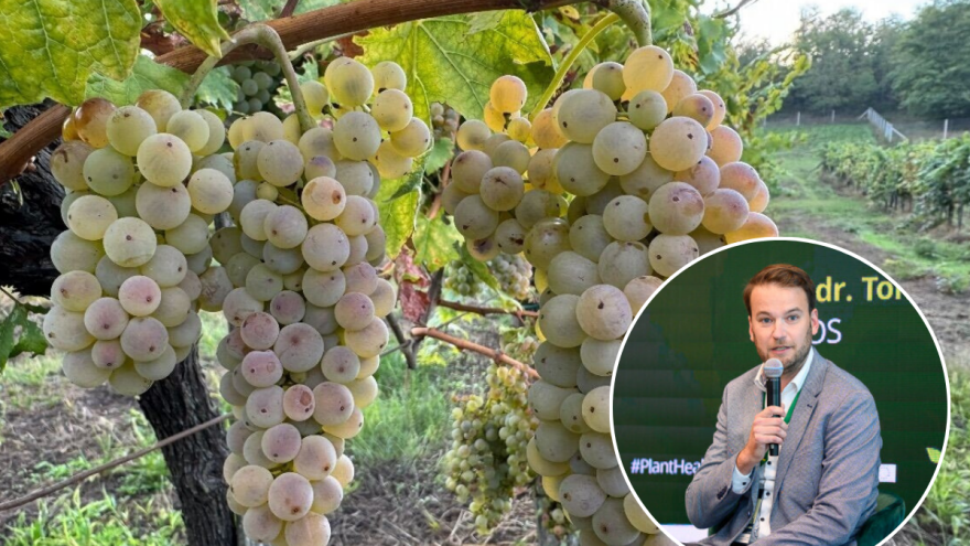 Vrbanek: Iskorištenost vinske omotnice je skandaloznih 18 posto i ne, nisu krivi vinari!