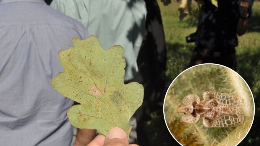 Hrastova mrežasta stjenica ugrožava urod, prirast i zdravstveno stanje naših šuma