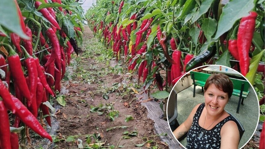 Lani im je oluja nanijela velike štete, no ova je godina među boljima za začinsku papriku