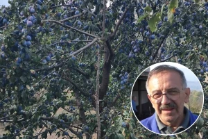 Šaljivdžija Milovan podbočio šljive: "Najvažnije je moje rode bolje nego kod ostalih"