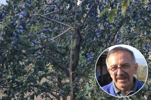 Šaljivdžija Milovan podbočio šljive: "Najvažnije je moje rode bolje nego kod ostalih"